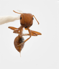 Pogonomyrmex californicus