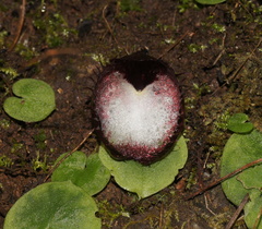 Corybas hispidus