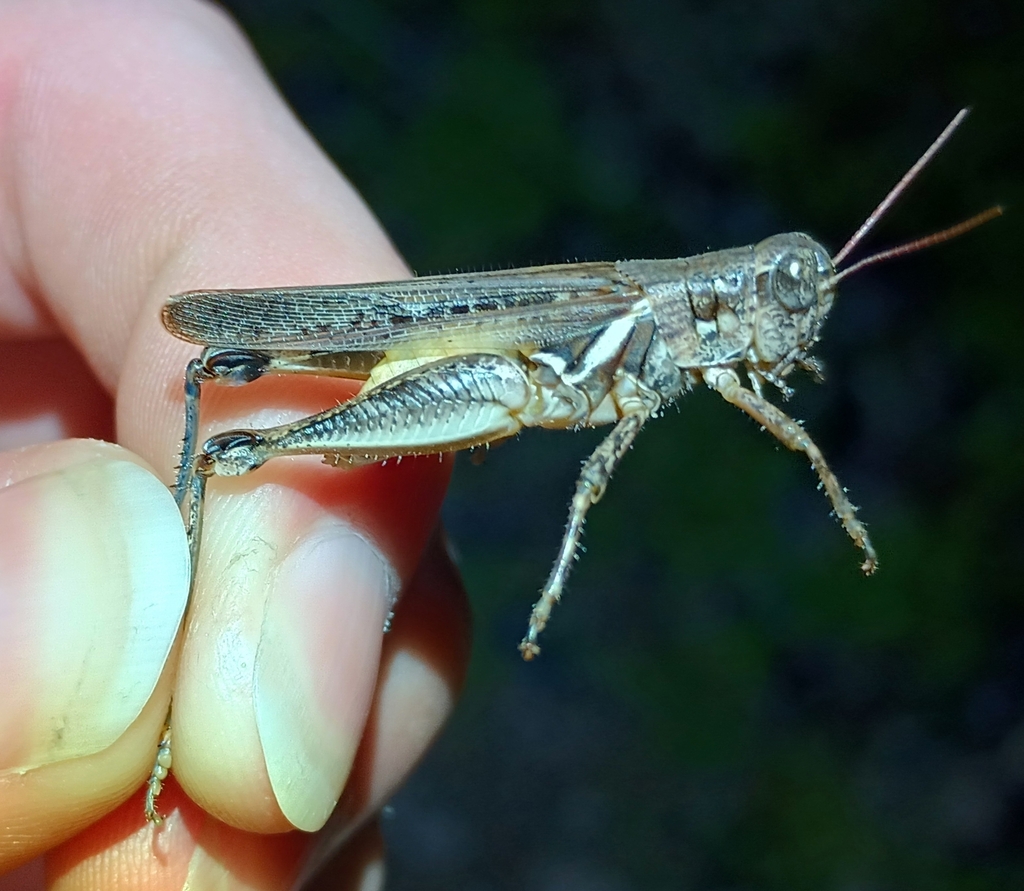Narrow-winged Spur-throat Grasshopper