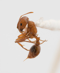 Pogonomyrmex californicus