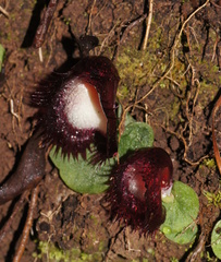 Corybas hispidus