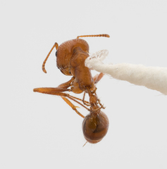 Pogonomyrmex californicus