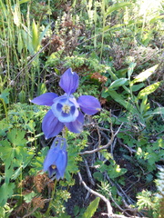 Aquilegia alpina