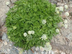 Peucedanum ostruthium