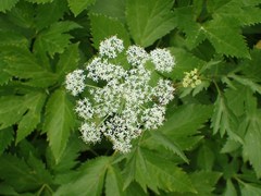 Peucedanum ostruthium