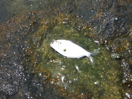 Bony bream (Anodontostoma chacunda) — Clupeidae — 3