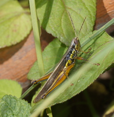Bermius odontocercus