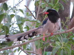 Urocissa erythroryncha