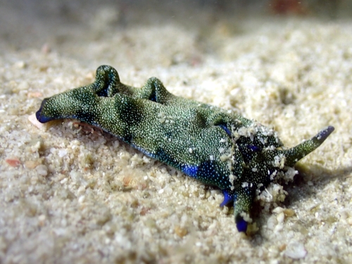 Plakobranchus noctisstellatus — seen at this dive site