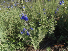 Salvia chamaedryoides