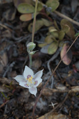 Calochortus lyallii