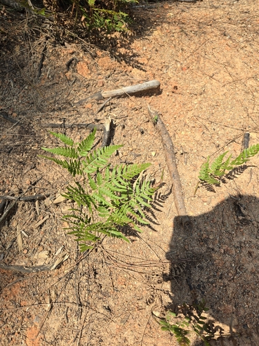 Image of Pteridium latiusculum by (c) jimmy, some rights reserved (CC BY)