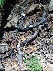 Plethodon caddoensis