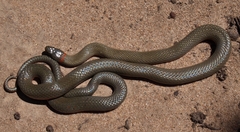 Diadophis punctatus vandenburgii