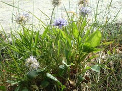 Phyteuma serratum
