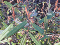 Lasiopetalum