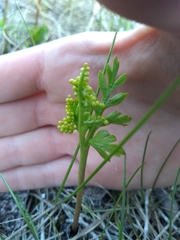 Botrychium alaskense