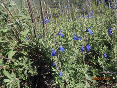 Salvia chamaedryoides