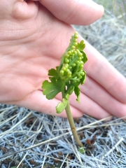 Botrychium alaskense