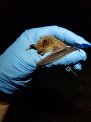 Myotis grisescens