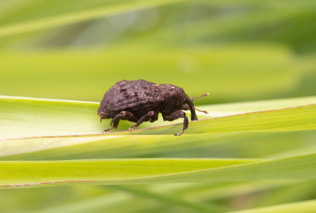 Euryporopterus funereus