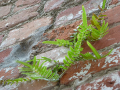 Pteris vittata