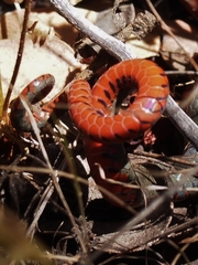 Diadophis punctatus vandenburgii