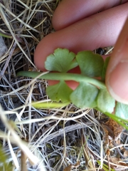 Botrychium neolunaria