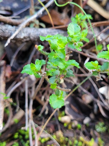 Gonocarpus mezianus (Gonocarpus mezianus)