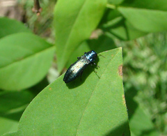 Agrilus cyanescens
