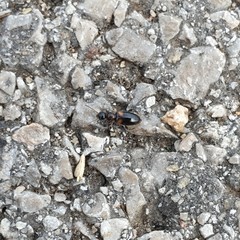 Hirticomus hispidus