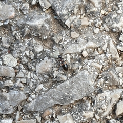 Hirticomus hispidus