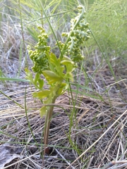 Botrychium alaskense