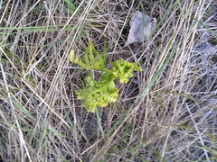 Botrychium alaskense