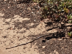 Diadophis punctatus vandenburgii