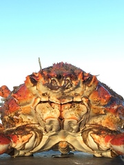 Leptomithrax gaimardii