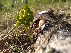 Botrychium alaskense