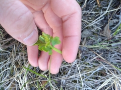 Botrychium alaskense