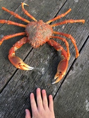 Leptomithrax gaimardii