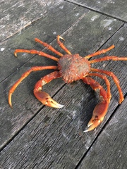 Leptomithrax gaimardii