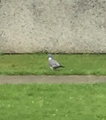 Columba palumbus