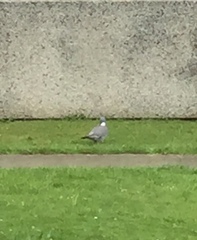 Columba palumbus