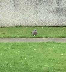 Columba palumbus