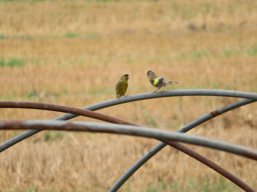 Oriental Greenfinch