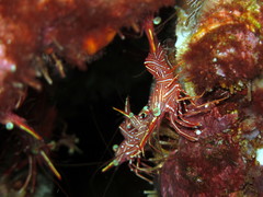 Rhynchocinetes durbanensis