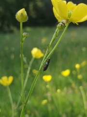 Malachius bipustulatus