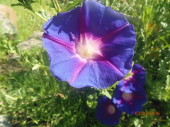 Ipomoea stans