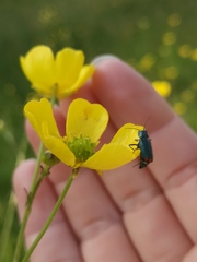 Malachius bipustulatus