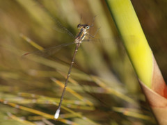 Chlorolestes conspicuus
