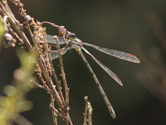 Chlorolestes conspicuus